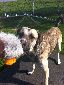 jonas_auf_steg_mit_ente_im_maul0023
