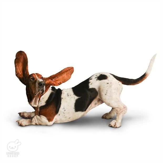 fliegende_ohren_bassett