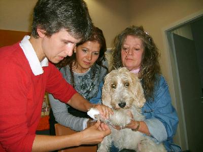 Unsere Tierärztin verbindet Massel (Rasse-Petit Basset Griffon) von Frau Spinrads 