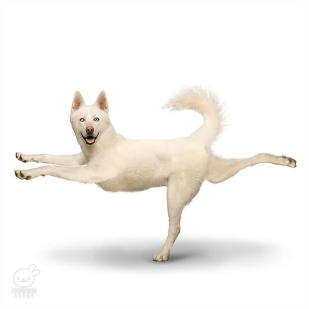 husky_auf_einem_bein